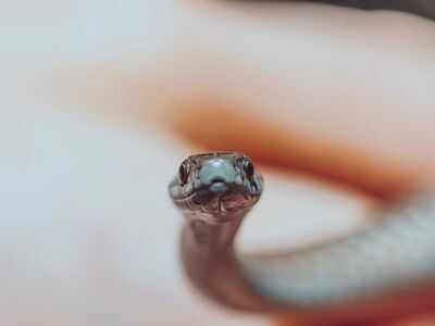 Kerala: Woman dies of snake-bite, husband and his friend in police custody