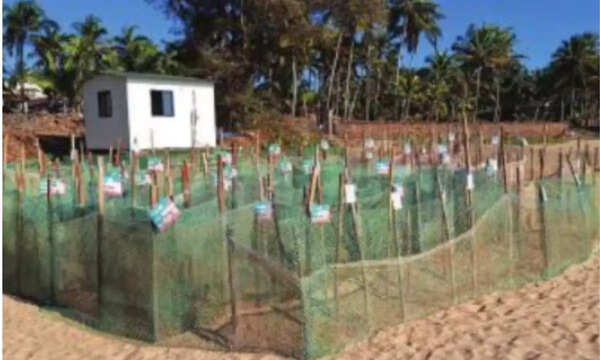 Nine Olive Ridleys lay 1,044 eggs in single day on Canacona coast