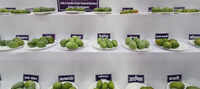 A fruitful gathering puts 250+ mango varieties in the spotlight