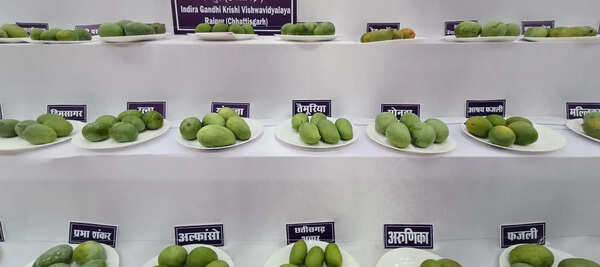 A fruitful gathering puts 250+ mango varieties in the spotlight