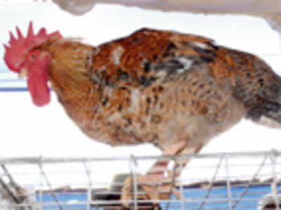 Naati chicken: Brown is beautiful