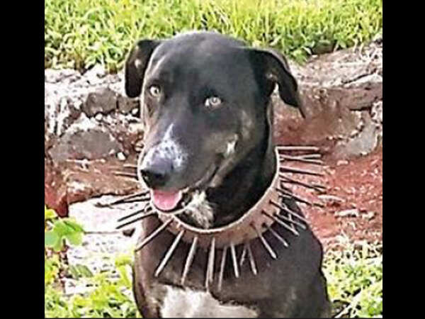 Madhya Pradesh: Farmer makes spiky collars for dogs, leopards get the point