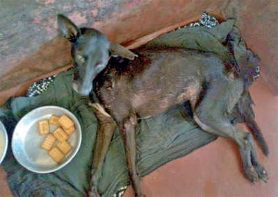 Karnataka: Canine distemper affects 30% of dog population in Dakshina Kannada