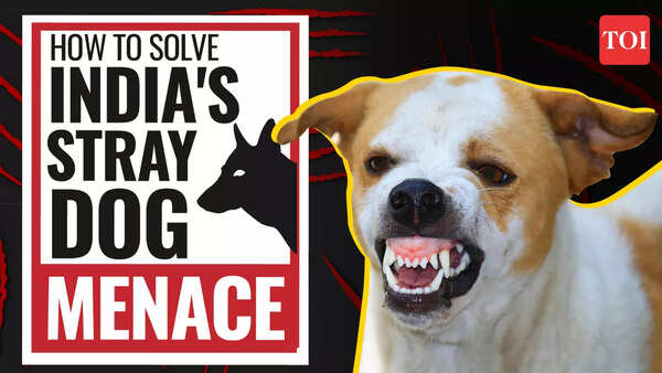 India's stray dog menace: A crisis of proportions