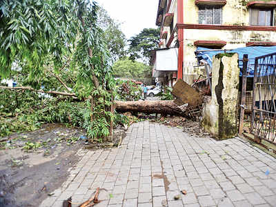 1,200 trees have fallen so far this monsoon