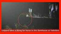 Leopard takes a liking for horse in this farmhouse at Vadodara 