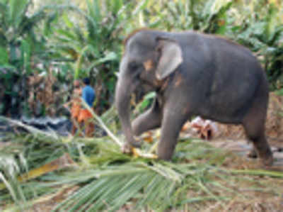 Pet elephants on the rise