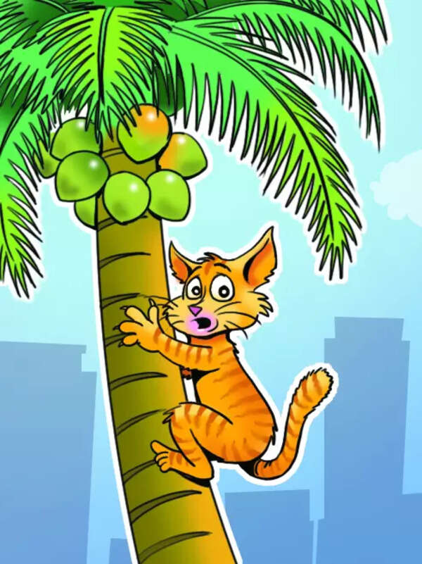 Dramatic scenes at Kalyan: Cat lands 45ft up on a coconut tree in , rescued day later