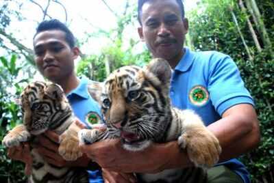 Cub at an Indonesian Zoo named Shah Rukh Khan after Bollywood badshah