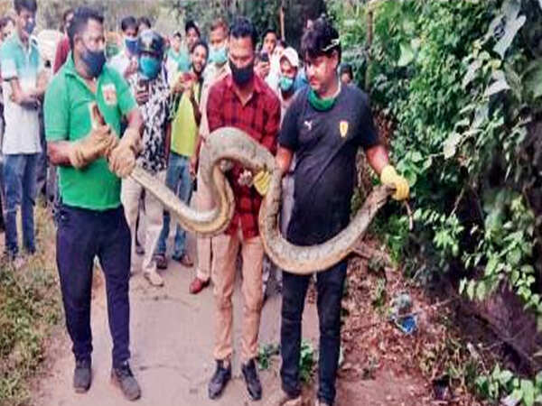 Chandigarh: Looking for lost golf balls, caddie spots mighty python