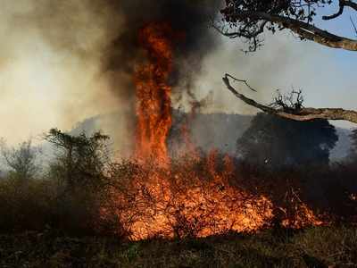 Fire engulfs more than 200 acres of Bandipur forest