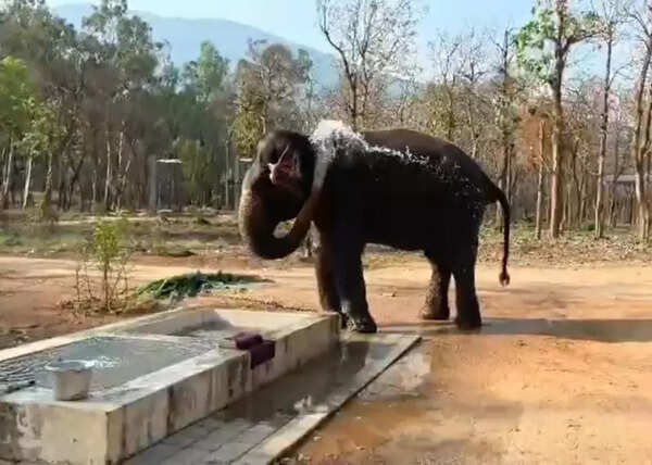 Coimbatore’s Chadivayal elephant camp gets its four occupant