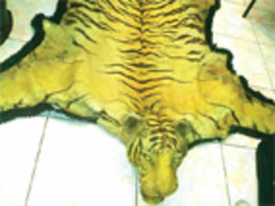 Seized tiger skin may be Van Ingens