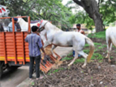 Breathing space to livestock on the move