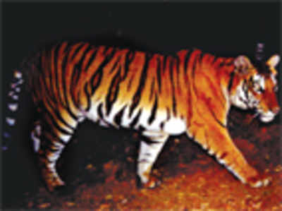A new tiger reserve on cards