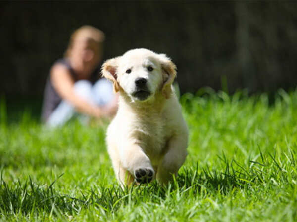 Help your pets beat the heat