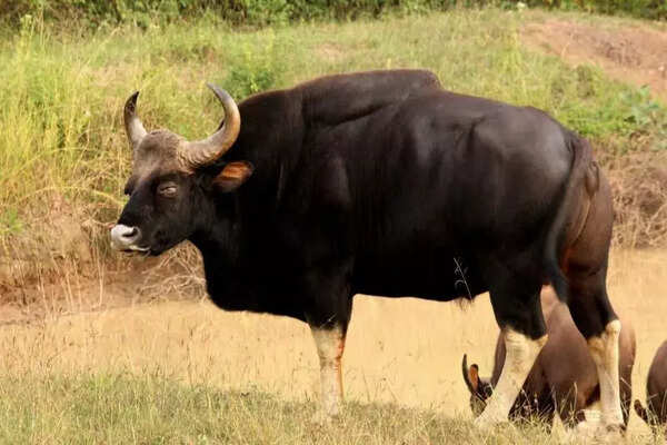 Gaur rescued from 40ft-deep well
