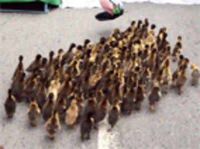 Learn from the ducklings to follow lane system: traffic police tell city motorists