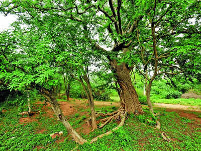 Just enough money for superficial cleaning of tamarind grove