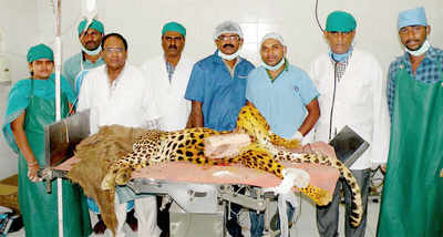 200 gm tumour removed from panther’s mammary