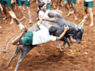 TN govt moves SC to lift ban on bull sports