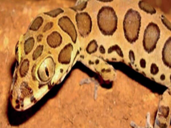 Rare Kollegal ground gecko seen in Bengaluru's Bannerghatta
