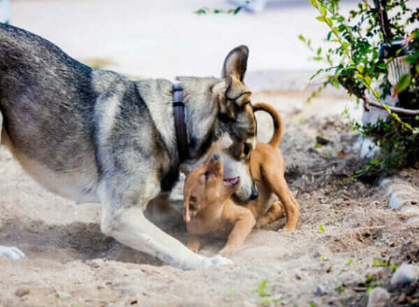 Why abusing animals may be a sign of mental sickness