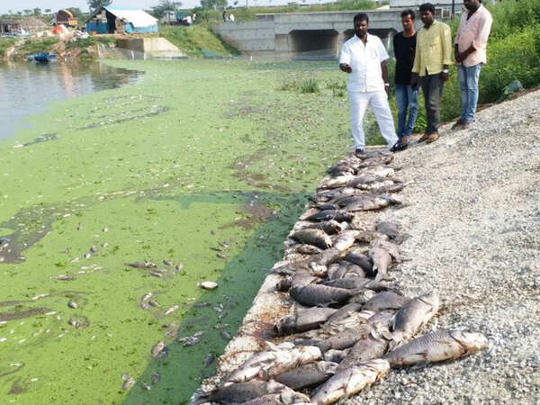 Large no of fish die in a lake in Hyderabad