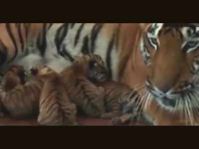 Maharashtra: Five tiger cubs born at Aurangabad Zoo