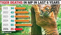 Cub dies of starvation in Kanha, tiger found dead in Balaghat; toll rises to 25 in MP this yr
