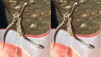 Coimbatore: Russell's viper gives birth to 35 hatchlings in bathroom of a house 