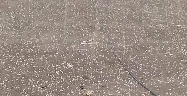 Hailstorm in Sangli’s Miraj, Tasgaon and Kolhapur’s Shirol, Ichalkaranji; mango crops at risk