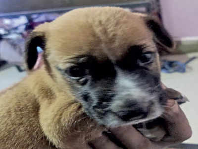 Man suspects ‘dog-hater’ had role in pup’s death