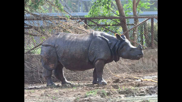 Patna Zoo in talks with Singapore for two-horned white rhinos