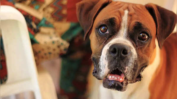 Boxer