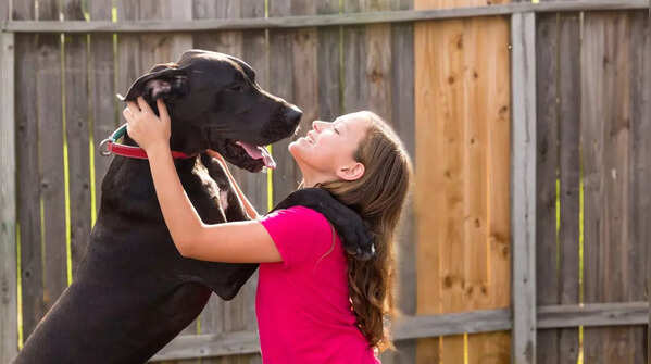 Great Dane