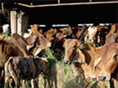 Siddaramaiah regime to cash in on ‘naturally dying’ cows