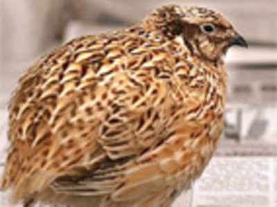 State government order makes rearing and selling quail legal