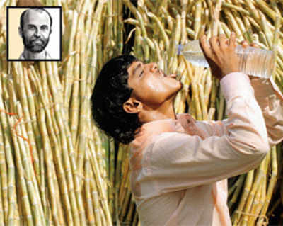 Sugarcane in a parched state