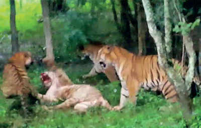 Cat-fight: Royal Bengal tigers fight with white cousins
