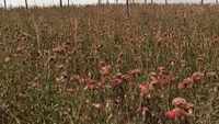 COVID-19: Floriculture farmers face huge losses in Haryana 