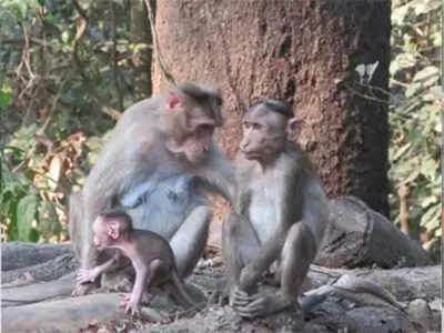 State to set up monkey parks in Shivamogga