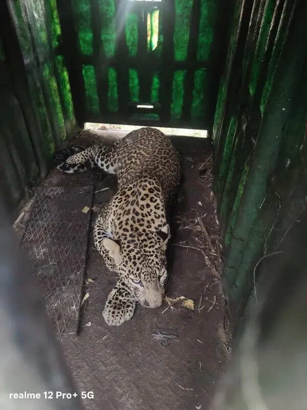 Big cats’ return to Pimparkhed renews fear in Shirur villagers