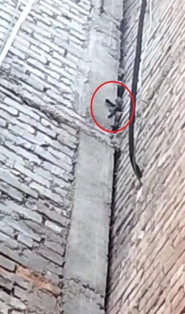Purr-fect rescue: Fire crew saves kitten stuck on 25-ft-high pillar