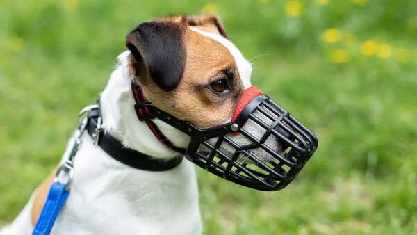 Decoding the muzzle puzzle: All you need to know before putting a muzzle on your dog
