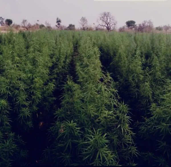 Software employee arrested for growing ganja plant at Chennai home