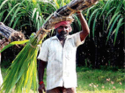 ​Sugar turns sour for factories in north Karnataka