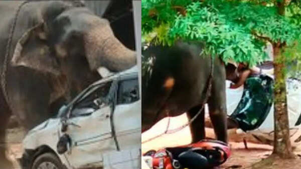 Elephant goes on rampage at Kerala temple; 1 killed, several injured