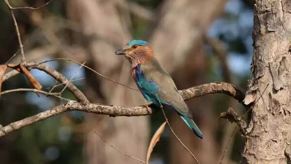Indian roller now ‘near threatened’ on IUCN Red List; sacred bird still used in Durga Puja rituals despite protection