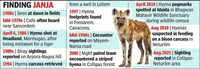 Silence of the striped hyena: Greens in state seek survey of fading status